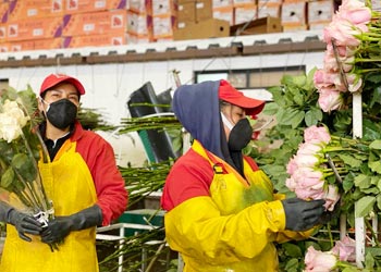 industria florícola con equipgas